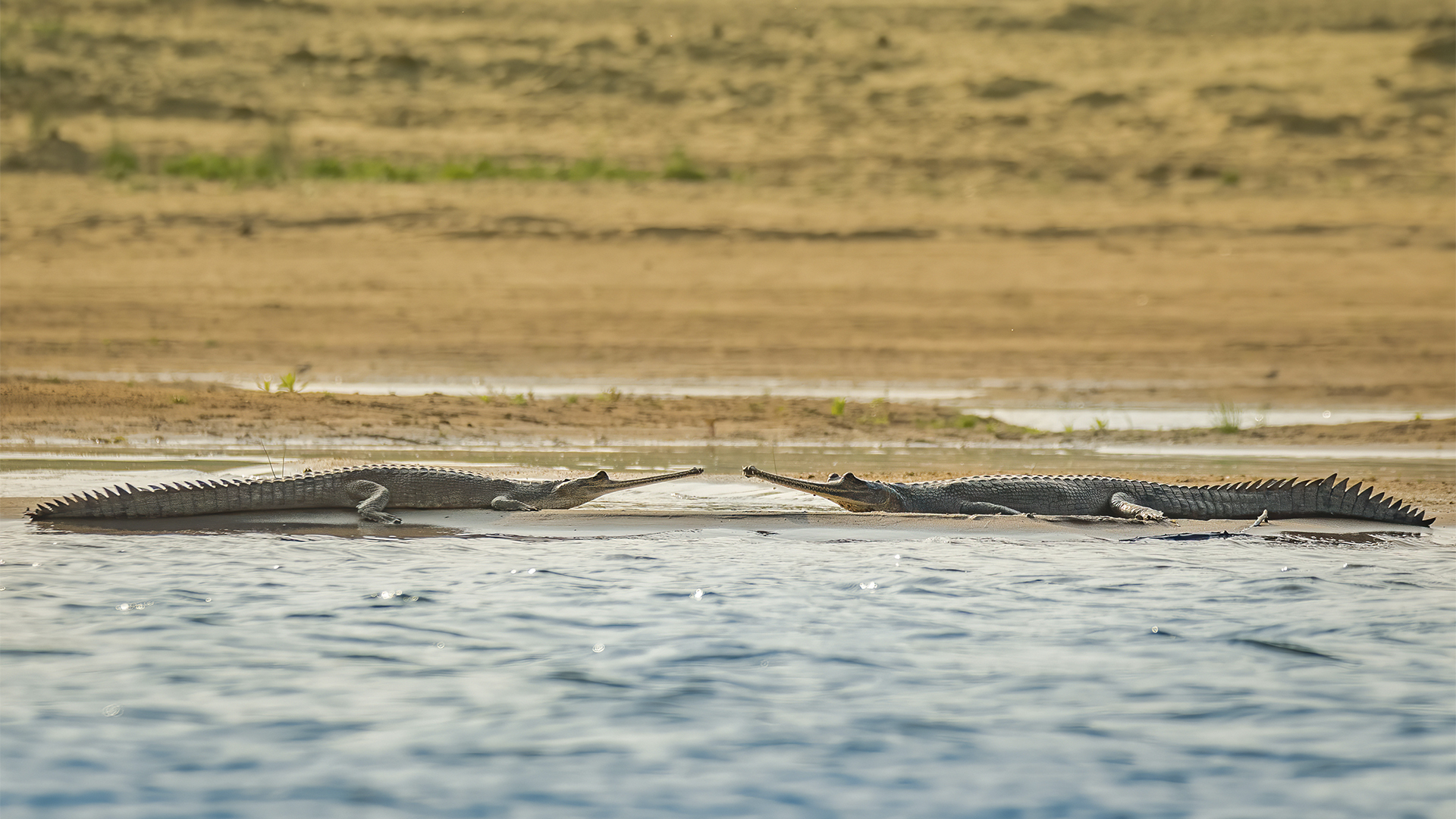 A Moment in Time Documenting the Critically  Endangered Gharial at National Chambal Sanctuary. WWW.NEJIBAHMED.COM .jpg